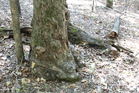 Lot 26 in Gated Community in the Ozarks on Bull Shoals Lake - image 15