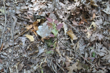 Lot 26 in Gated Community in the Ozarks on Bull Shoals Lake - image 17