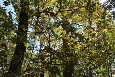 Lot 26 in Gated Community in the Ozarks on Bull Shoals Lake - image 6