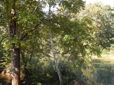 For Sale: 2± Acres on the Buffalo River – Waynesboro, TN - image 2