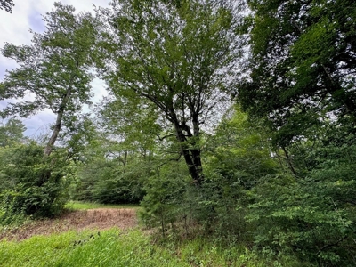 16.14 Acres Tangipahoa River Frontage in SW MS - image 10