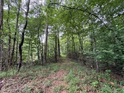 16.14 Acres Tangipahoa River Frontage in SW MS - image 5