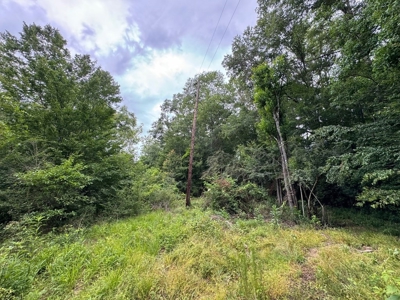 16.14 Acres Tangipahoa River Frontage in SW MS - image 4