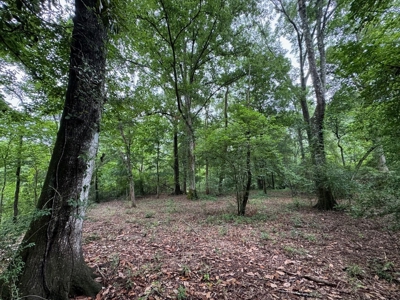 16.14 Acres Tangipahoa River Frontage in SW MS - image 6