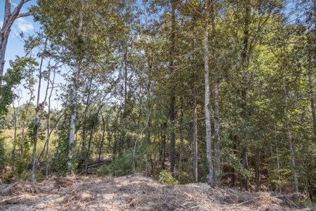 Turnkey Hunting Property Connected to Caston Creek WMA - image 14