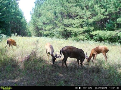Turnkey Hunting Property Connected to Caston Creek WMA - image 29