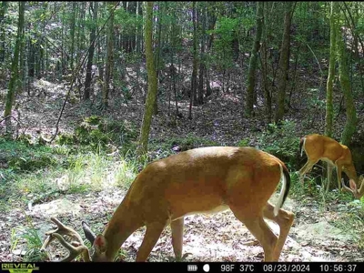 Turnkey Hunting Property Connected to Caston Creek WMA - image 31