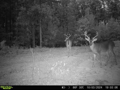 Turnkey Hunting Property Connected to Caston Creek WMA - image 24