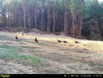 Turnkey Hunting Property Connected to Caston Creek WMA - image 25