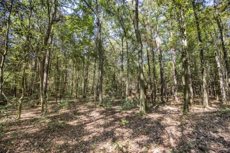 Turnkey Hunting Property Connected to Caston Creek WMA - image 8