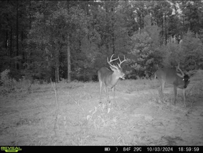 Turnkey Hunting Property Connected to Caston Creek WMA - image 23
