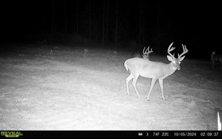 Turnkey Hunting Property Connected to Caston Creek WMA - image 26