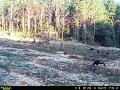 Turnkey Hunting Property Connected to Caston Creek WMA - image 28