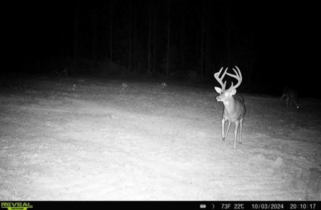 Turnkey Hunting Property Connected to Caston Creek WMA - image 1