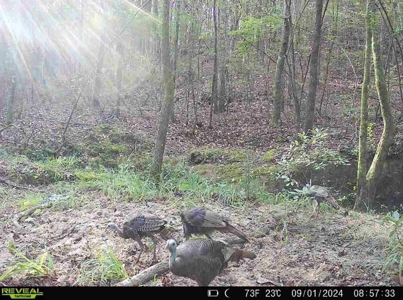 Turnkey Hunting Property Connected to Caston Creek WMA - image 30
