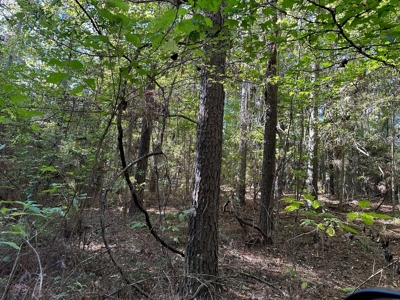 Hunting and Timberland Tract for sale in North Louisiana - image 28