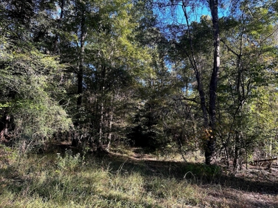 Hunting and Timberland Tract for sale in North Louisiana - image 5
