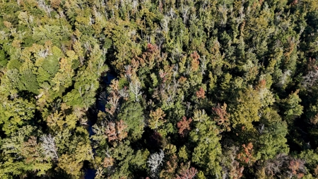 Hunting and Timberland Tract for sale in North Louisiana - image 24