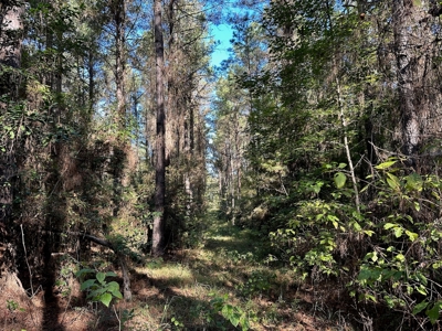 Hunting and Timberland Tract for sale in North Louisiana - image 32