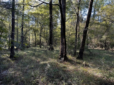 Hunting and Timberland Tract for sale in North Louisiana - image 13