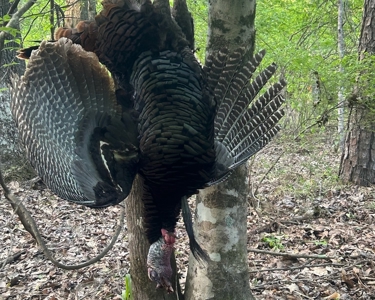Hunting and Timberland Tract for sale in North Louisiana - image 33