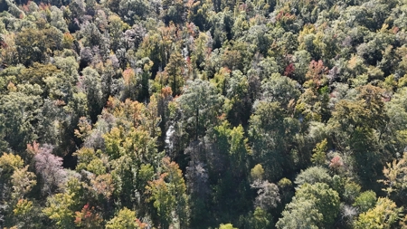 Hunting and Timberland Tract for sale in North Louisiana - image 23