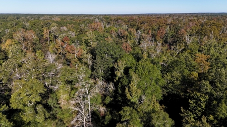 Hunting and Timberland Tract for sale in North Louisiana - image 18