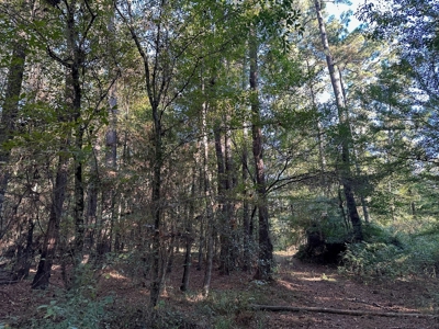 Hunting and Timberland Tract for sale in North Louisiana - image 7