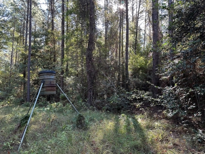 Hunting and Timberland Tract for sale in North Louisiana - image 30