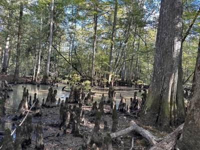 Hunting and Timberland Tract for sale in North Louisiana - image 17