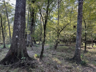 Hunting and Timberland Tract for sale in North Louisiana - image 14