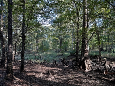 Hunting and Timberland Tract for sale in North Louisiana - image 9