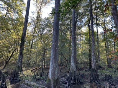 Hunting and Timberland Tract for sale in North Louisiana - image 12