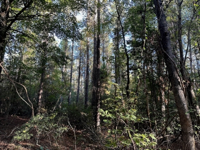 Hunting and Timberland Tract for sale in North Louisiana - image 4