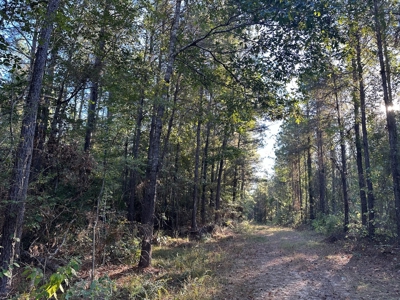 Hunting and Timberland Tract for sale in North Louisiana - image 3