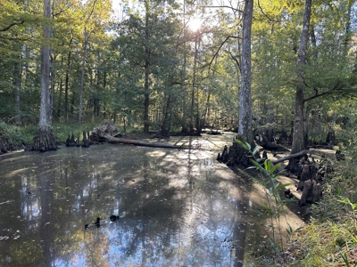 Hunting and Timberland Tract for sale in North Louisiana - image 11