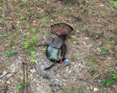 Hunting and Timberland Tract for sale in North Louisiana - image 34
