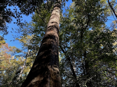 Hunting and Timberland Tract for sale in North Louisiana - image 15