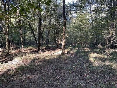 Hunting and Timberland Tract for sale in North Louisiana - image 16