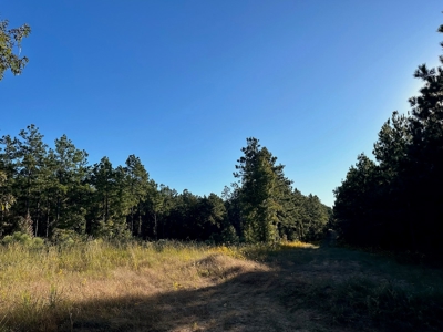 Hunting and Timberland Tract for sale in North Louisiana - image 2