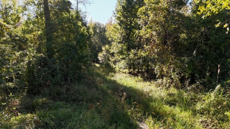 Hunting and Timberland Tract for sale in North Louisiana - image 21