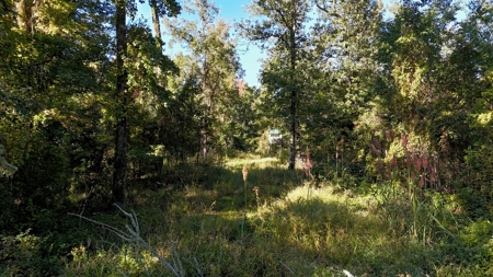 Hunting and Timberland Tract for sale in North Louisiana - image 22