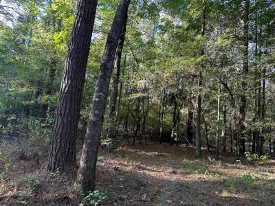 Hunting and Timberland Tract for sale in North Louisiana - image 8