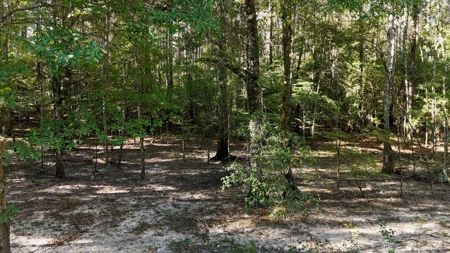 Hunting and Timberland Tract for sale in North Louisiana - image 25