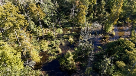Hunting and Timberland Tract for sale in North Louisiana - image 19