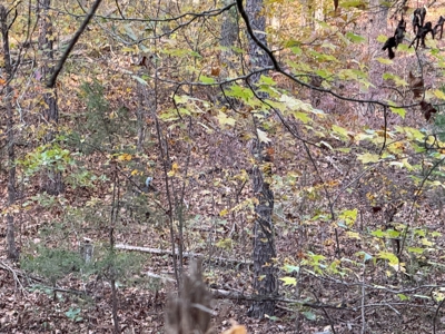 Land For Sale In Arkansas - image 45