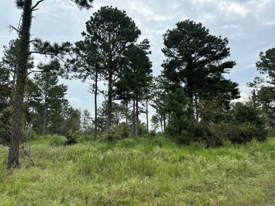 East Texas Hunting/Recreational/Timber Tract For Sale - image 2