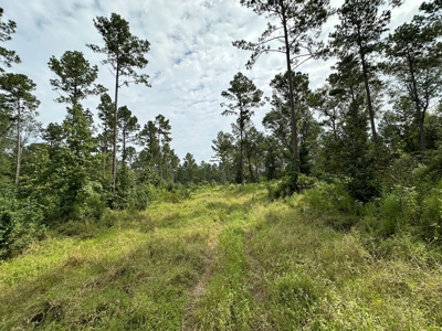 East Texas Hunting/Recreational/Timber Tract For Sale - image 18