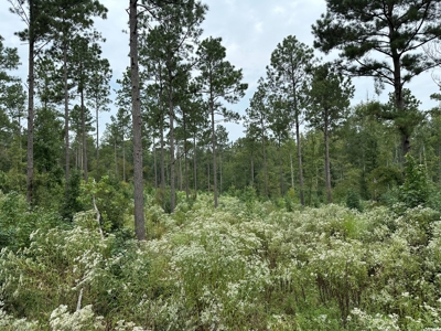 East Texas Hunting/Recreational/Timber Tract For Sale - image 11