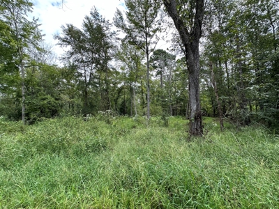 East Texas Hunting/Recreational/Timber Tract For Sale - image 23